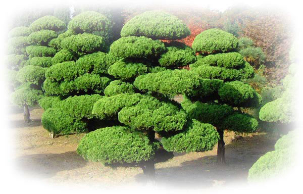 Juniper Trees